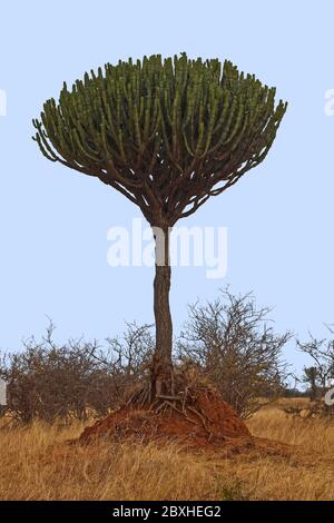 Candélabre euphorbia; contient du latex toxique blanc; tiges toxiques; branches ressemblant à cactus, nature, vert persistant, Parc national de Tarangire, Tanzanie Banque D'Images