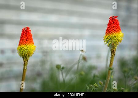 Deux fleurs de pocker rouge-chaud (kniphofia) fleurissent devant un mur blanc Banque D'Images