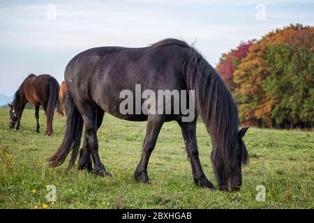 Portrait d'automne de la jument frisonne. Cheval de Frise noir. Banque D'Images