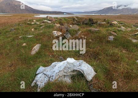 L'os de baleine se trouve sur la toundra de l'île Devon, avec les restes de fosse d'un site de Thule et du port de Dundas en arrière-plan. Nunavut, Canada Banque D'Images