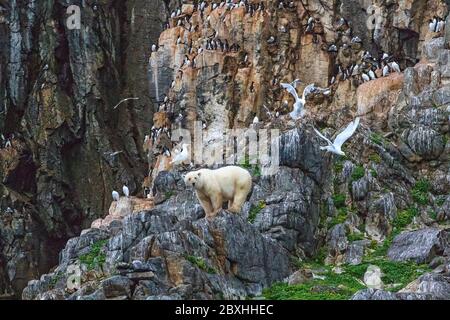 Jeune mâle ours polaire chasse oiseaux marins nicheurs et repose sur une falaise rocheuse de l'île Coburg, Passage du Nord-Ouest, du Nunavut, de l'Arctique canadien. Banque D'Images