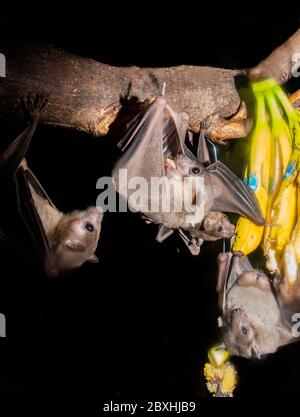 Fruits Bates en vol et manger Banque D'Images