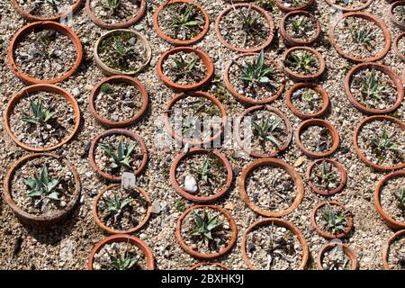 Plants poussant pots de plantes, succulents minuscule agave Banque D'Images