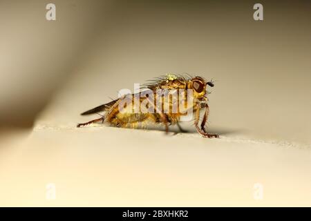 Mouche à fumier jaune (Scathophaga stercoraria) sur un fond gris propre, Angleterre Banque D'Images