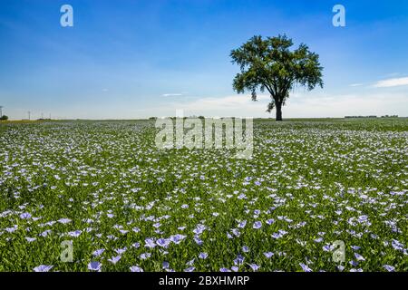 Arbre de coton solitaire dans un champ de lin fleuri près de Myrtle, Manitoba, Canada. Banque D'Images