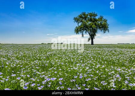 Arbre de coton solitaire dans un champ de lin fleuri près de Myrtle, Manitoba, Canada. Banque D'Images