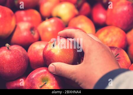 Vue rapprochée du plateau à fruits dans le supermarché. Pomme rouge à la main dans le magasin. Main mâle prenant des fruits d'une étagère. Homme tient une pomme sélectionnée Banque D'Images