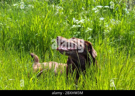 Un beau Labrador brun chocolat puré pond dans l'herbe d'un champ dans une campagne Banque D'Images