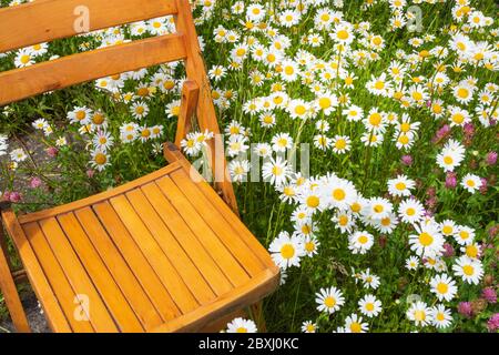Chaise en bois parmi les fleurs sur la prairie, marguerites et trèfle en fleurs, siège vide, nature saisonnière Banque D'Images