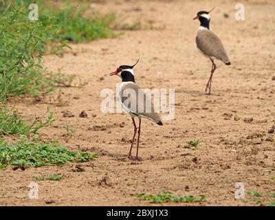 Paire de Lapwing à tête noire (Vanellus tectus) avec des crêtes qui agrètent lorsqu'ils marchent à pied sur un terrain de sable plat dans le parc national de Tsavo East, Kenya, Afrique Banque D'Images