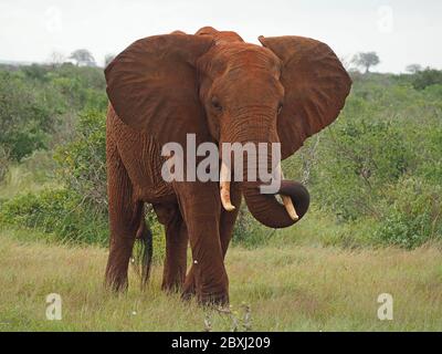 Gros taureau solitaire éléphant d'Afrique (Loxodonta africana) agitant le tronc et les oreilles qui s'envogent pour signaler une irritation dans le parc national de Tsavo East, Kenya, Afrique Banque D'Images