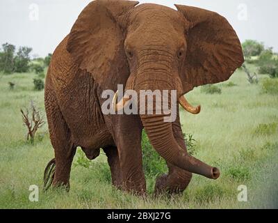 Gros taureau solitaire éléphant d'Afrique (Loxodonta africana) agitant le tronc et les oreilles qui s'envogent pour signaler une irritation dans le parc national de Tsavo East, Kenya, Afrique Banque D'Images