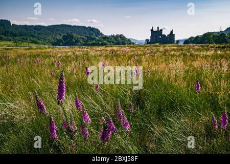 Paysage rural écossais d'été avec un champ plein de fleurs sauvages pourpres et silhouette du château de Kilchurn en arrière-plan. Banque D'Images