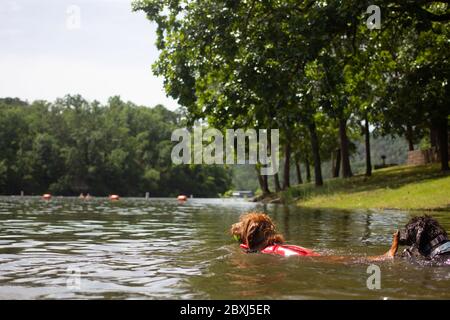 Golden Doodle avec Life Jacket natation après UN ballon de tennis dans le lac Banque D'Images