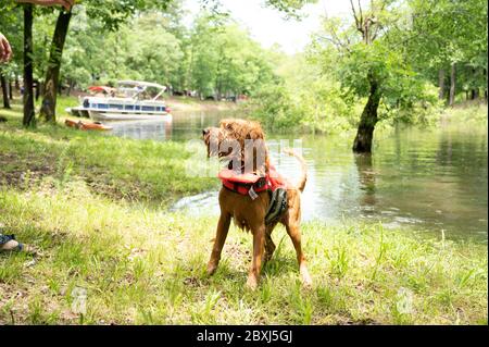 Golden Doodle avec gilet de sauvetage debout en plus D'UN lac Banque D'Images