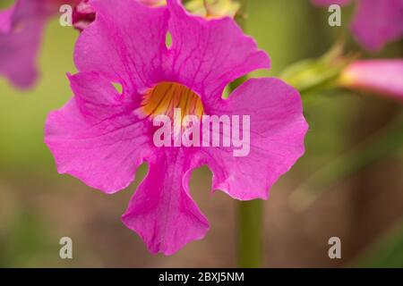 Gros plan d'une fleur de gloxinia rose et jaune Banque D'Images