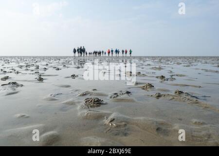 Randonnée à terre (Wadloopen, Wattwandern, Vadehavsvandring) entre les pays-Bas continentaux (Frise) et l'île d'Ameland Banque D'Images