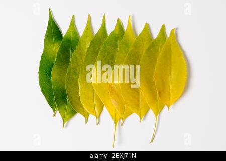 La saison d'automne avec les feuilles de l'arrière-plan lumineux de couleur du vert au jaune. Dégradé de couleurs de l'automne feuillage. Banque D'Images