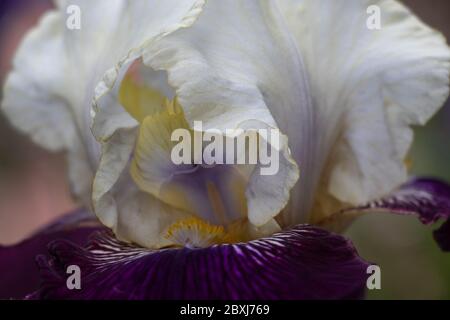 Vue en gros plan des détails complexes d'une magnifique fleur d'iris violet et blanc Banque D'Images