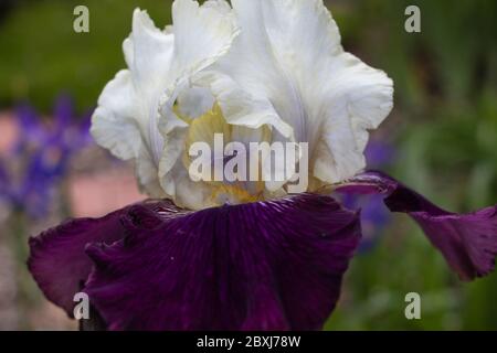 Gros plan sur une belle fleur d'iris violet et blanc Banque D'Images
