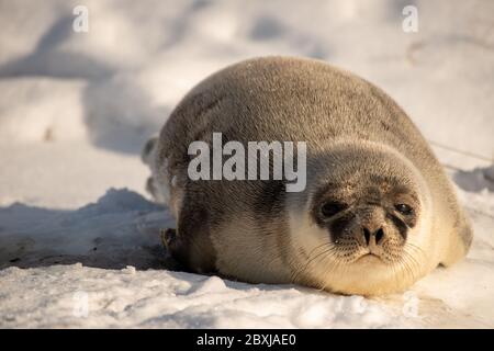 Un grand phoque du Groenland repose sur un lit de neige blanc frais qui regarde directement devant vous. L'animal a une fourrure gris foncé sur son dos et le ventre est de couleur claire. Banque D'Images