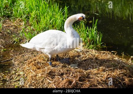 Blanc muet stylo de cygne ou femelle sur nid tête inclinable comme elle prens ses plumes Banque D'Images