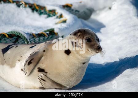 Un grand phoque du Groenland repose sur un lit de neige blanc frais qui regarde directement devant vous. L'animal a une fourrure gris foncé sur son dos et le ventre est de couleur claire. Banque D'Images