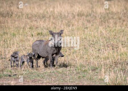 Mère Warthog entourée par ses trois adorables petits bébés. Photo prise à Masai Mara, Kenya. Banque D'Images