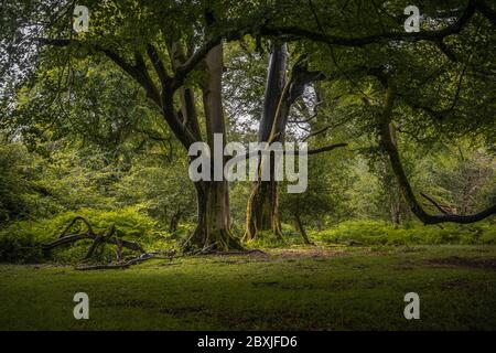 Anciens hêtres (Fagus sylvatica) dans la New Forest pendant une journée humide au printemps, New Forest National Park, Hampshire, Angleterre, Royaume-Uni Banque D'Images