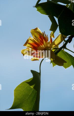 Liriodendron tulipifera beau arbre ornemental en fleur, branches avec fleurs de tulipe et feuilles vertes, tulipe américaine, tulipe, peuplier, bois blanc Banque D'Images