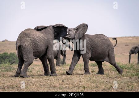 Deux jeunes éléphants mâles pratiquant leurs techniques d'arrosage dans un faux combat. Photo prise à Masai Mara, Kenya. Banque D'Images