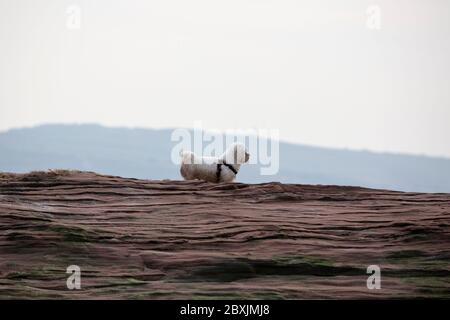 Petit chien dehors pour une promenade sur la plage de Little Eye (Hilbre) West Kirby Banque D'Images