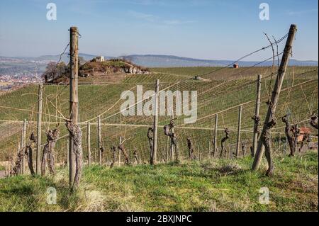 Vue sur les vignobles près de la ville de Weinstadt dans la région de Stuttgart. Banque D'Images