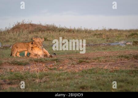 Un petit lion cub se rend à sa mère et lui fait taire sa joue en montrant son affection. Banque D'Images