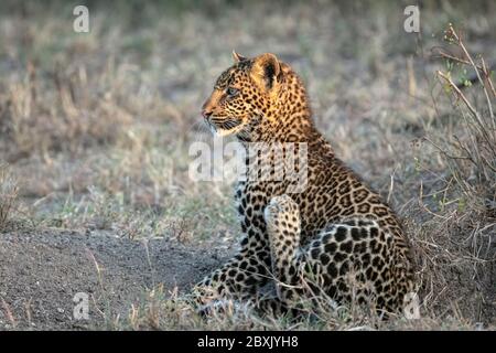 Un cub léopard (environ 6 mois, se grattant avec sa patte arrière. Photo prise à Masai Mara, Kenya. Banque D'Images