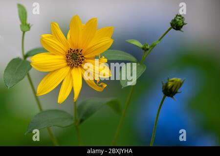 Gros plan d'une délicate fleur jaune avec un centre marron connu sous le nom de Susan à yeux noirs. La fleur est sur une longue tige avec plusieurs petites feuilles vertes. Banque D'Images