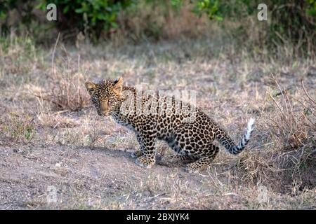 Un cub léopard (environ six mois) qui traverse une clairière. Photo prise à Masai Mara, Kenya. Banque D'Images