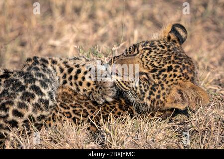 Gros plan d'un cub léopard (environ 6 mois), léchant son patte. Photo prise à Masai Mara, Kenya. Banque D'Images