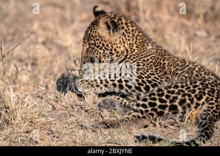 Gros plan d'un cub léopard (environ 6 mois), en pose dans une compensation. Photo prise à Masai Mara, Kenya. Banque D'Images