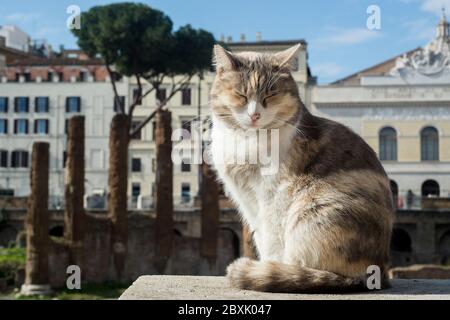 Chat à Rome Banque D'Images