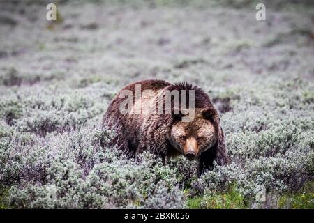Parc national de Yellowstone, ours grizzli, Wyoming Banque D'Images