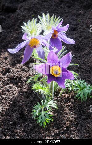 Fleur de Pulsatilla vulgaris ou de Pasque avec fleurs violettes au début du printemps. Une souche formant vivace dicidue qui est entièrement dure. Banque D'Images