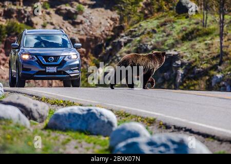 Grizzly ours traversant la route, parc national de Yellowstone, Wyoming Banque D'Images