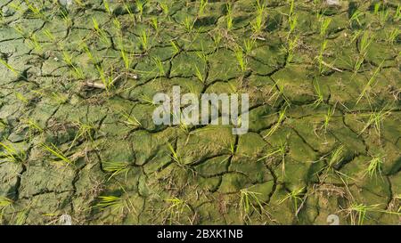 Plantes de riz avec des conditions de sol sec et fissuré manque d'eau. Une prise d'eau continue est nécessaire pour que le riz ne meurt pas Banque D'Images