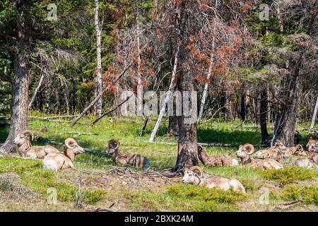 Rocky Mountain Big Horned Sheeps au printemps, Alberta Canada Banque D'Images