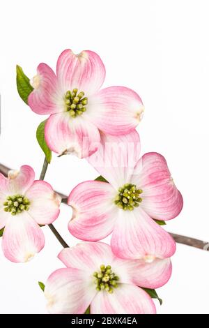 L'inflorescence de l'arbre de chien rose à fleurs printanières se rapproche de l'espace de copie. Banque D'Images