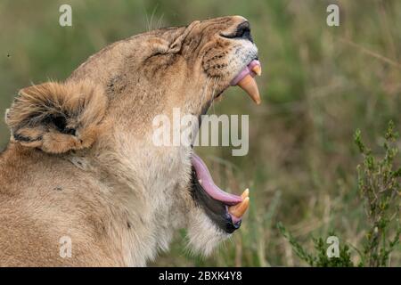 Une femelle lion (lionne) ouvre sa bouche large dans un bâillon, la langue coincée. Photo prise à Masai Mara, Kenya. Banque D'Images