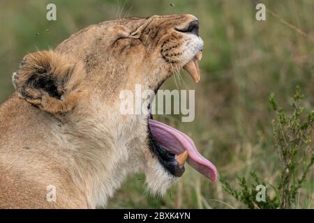 Une femelle lion (lionne) ouvre sa bouche large dans un bâillon, la langue coincée. Photo prise à Masai Mara, Kenya. Banque D'Images