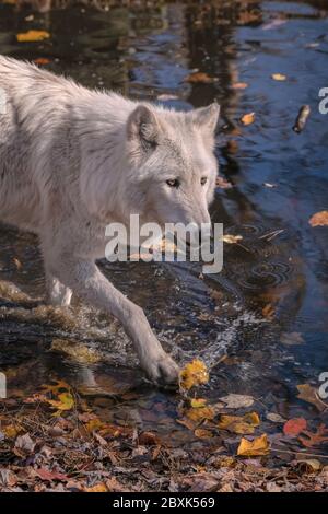 Un magnifique loup blanc (espèce loup gris ou loup à bois) traverse un étang avec des feuilles d'automne. Banque D'Images