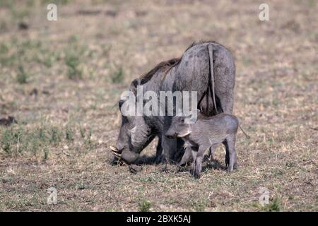 Adorable petit garthog de bébé debout à côté de sa mère. Photo prise à Masai Mara, Kenya. Banque D'Images